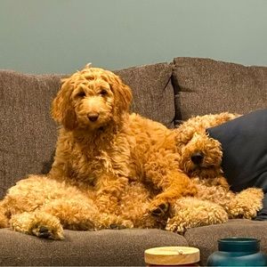 ISO Stanley tumblers and  lululemon ❤️